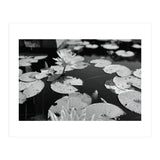 Lotus Pond | Black & White Landscape (Print Only) thumbnail