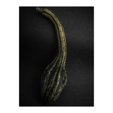 Gourds No 9 Color Version (Print Only) thumbnail