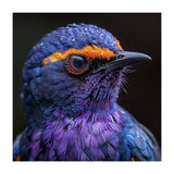 Close Up Portrait Of A Vibrant Exotic Bird (Print Only) thumbnail