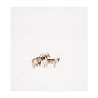 Reindeer in the snow (Print Only)