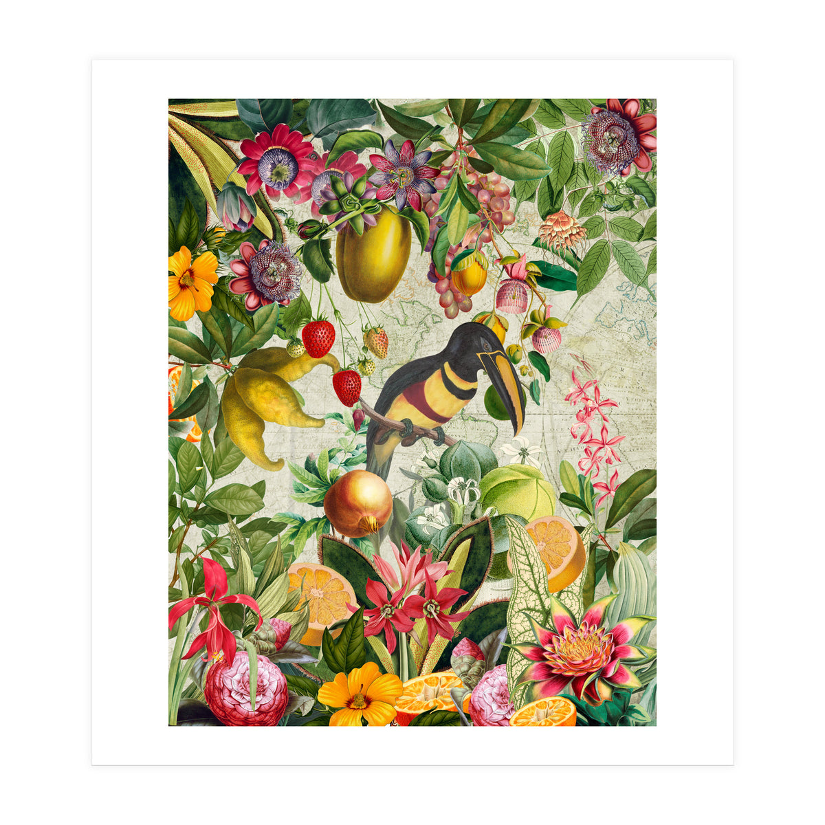 Toucan vintage jungle  (Print Only)