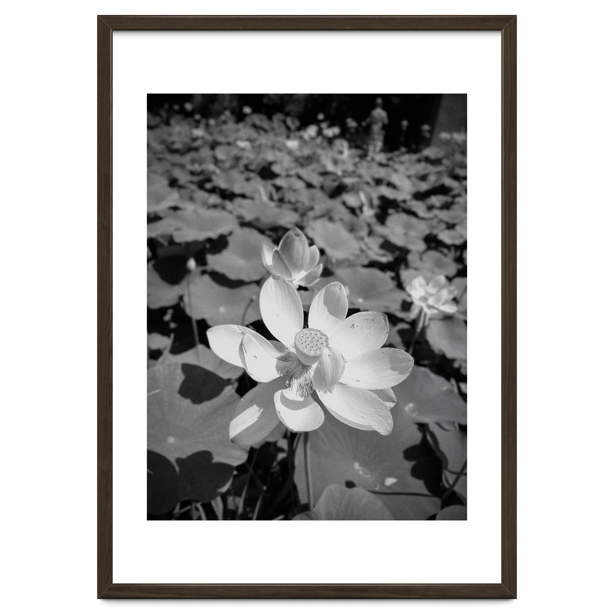 Hylas | Black & White