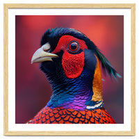 Close Up Pheasant Bird Head Detailed Feathers