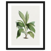 Areca Palm (Hand Drawn Botanical Illustration)