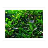 Green House Plant Leaves (Print Only)