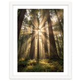 Ethereal Redwood Sanctuary: Sunbeams in the Ancient Forest thumbnail