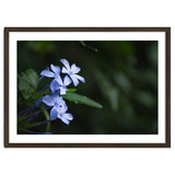 BLOSSOM. thumbnail