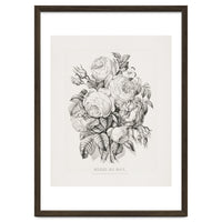 Currier & Ives – Rose of May (1870)