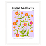 English Wildflowers | Scarlet Pimpernel thumbnail