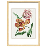 John Edwards – Various Tulips (1791) thumbnail