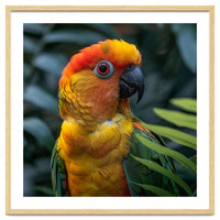 Close Up Of A Colorful Sun Conure Parrot