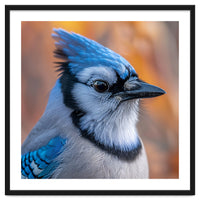 Blue Jay Bird Close Up Detailed Portrait