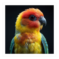 Vibrant Sun Conure Parrot Close Up Portrait (Print Only)