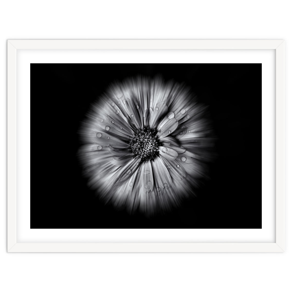 Backyard Flowers In Black And White No 10 Flow Version