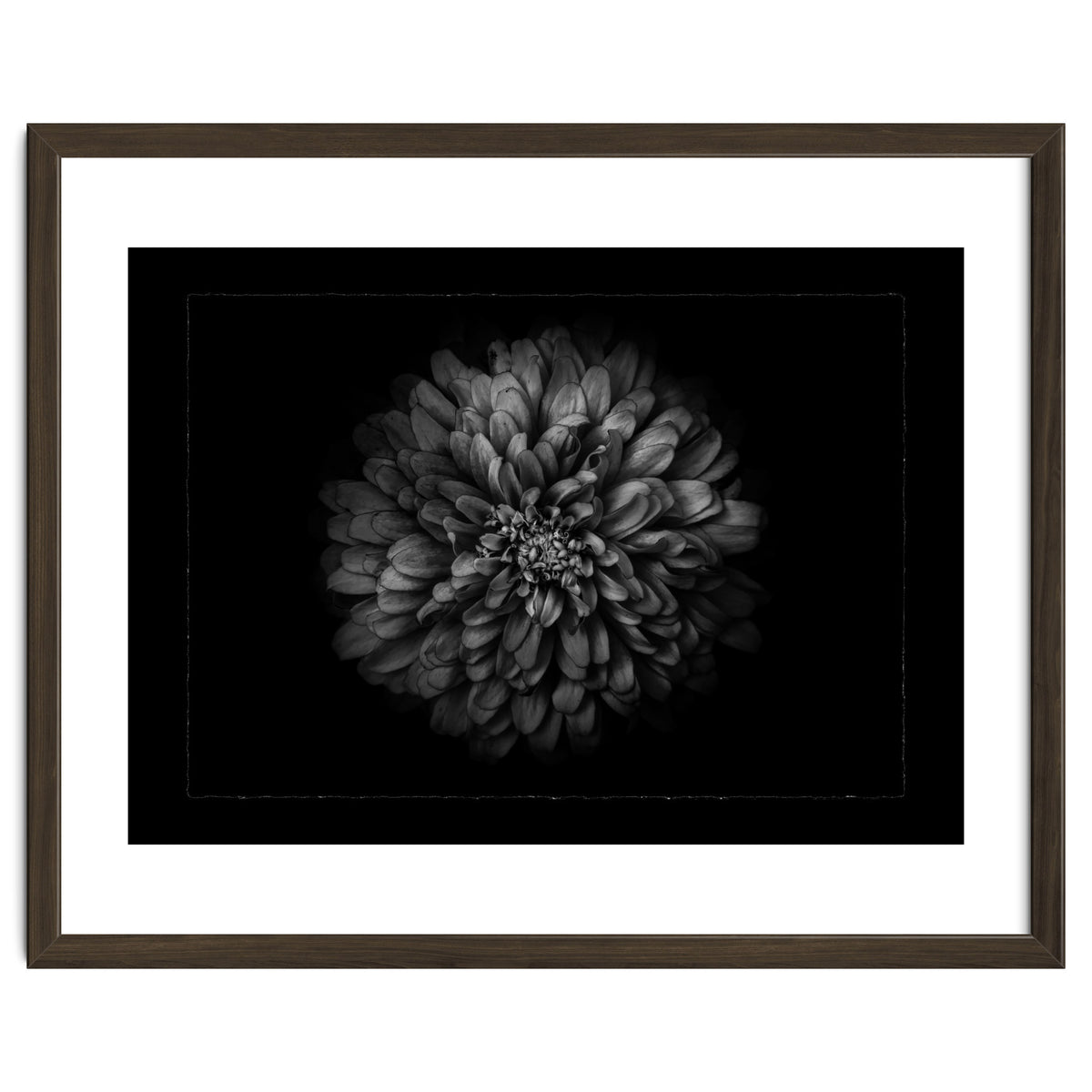 Backyard Flowers In Black And White No 68 with Border