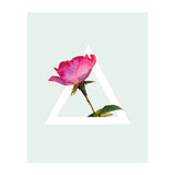 Rose (Print Only) thumbnail