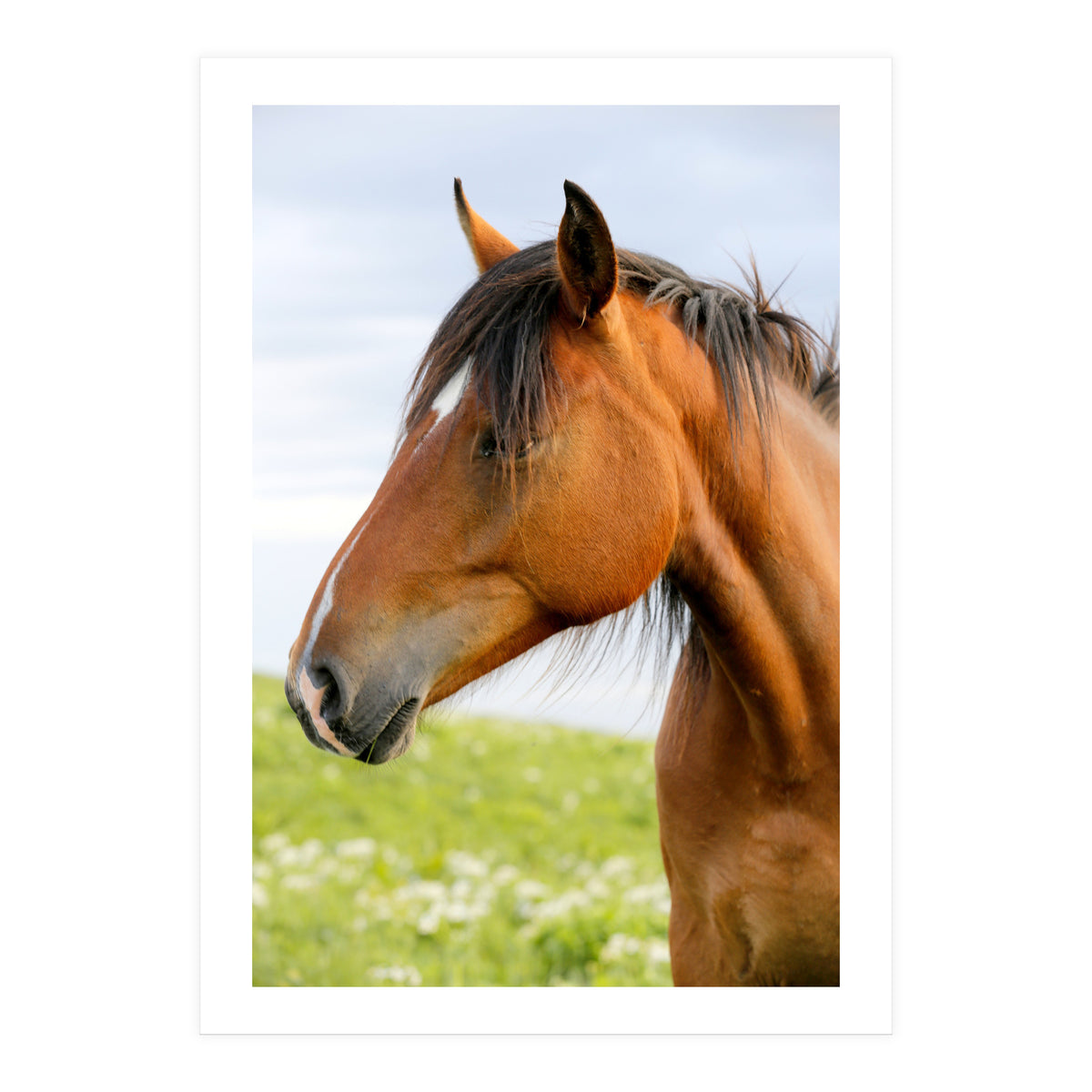 Horse Portrait (Print Only)