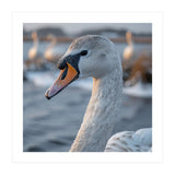Majestic Swan Portrait In Snowy Waters (Print Only) thumbnail