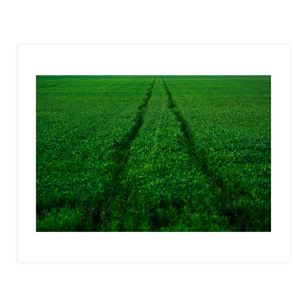 Track and Field (Print Only)