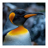 Close Up Of King Penguin In The Rain (Print Only) thumbnail