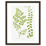 Edward Joseph Lowe – Adiantum Assimile and Adiantum Lunulatum (1856–1860) thumbnail