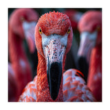 Close Up Of A Flamingo Bird Face, Pink Feathers (Print Only) thumbnail