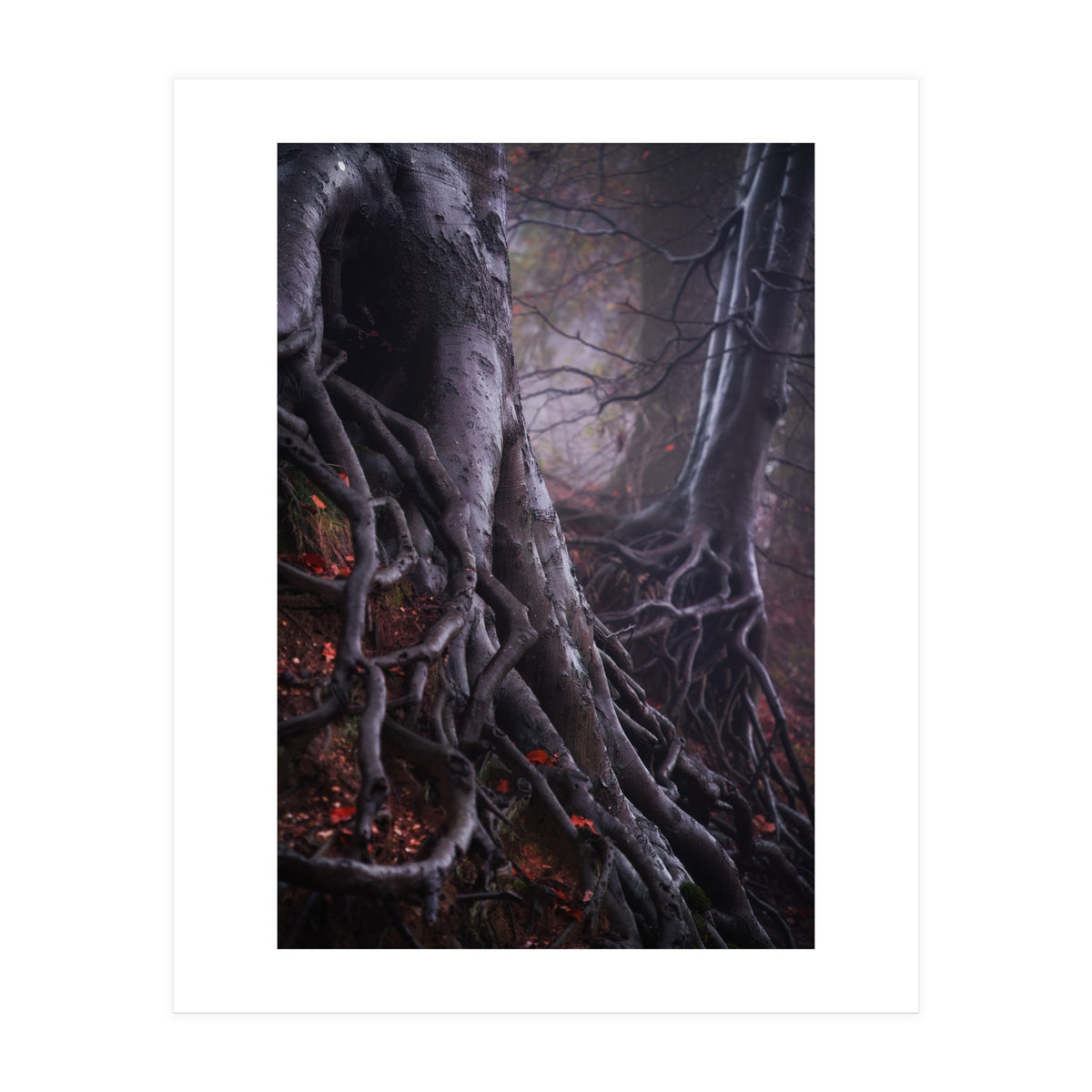 Tree roots (Print Only)