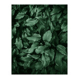 New Foliage Green Ii (Print Only) thumbnail