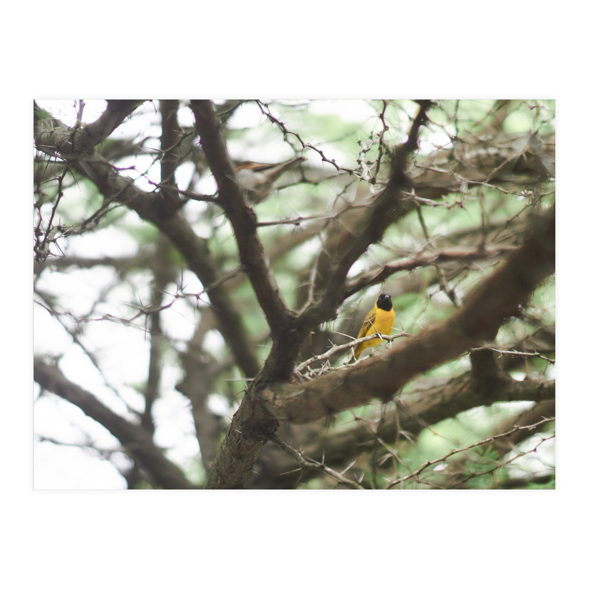 Mini sun (Print Only)