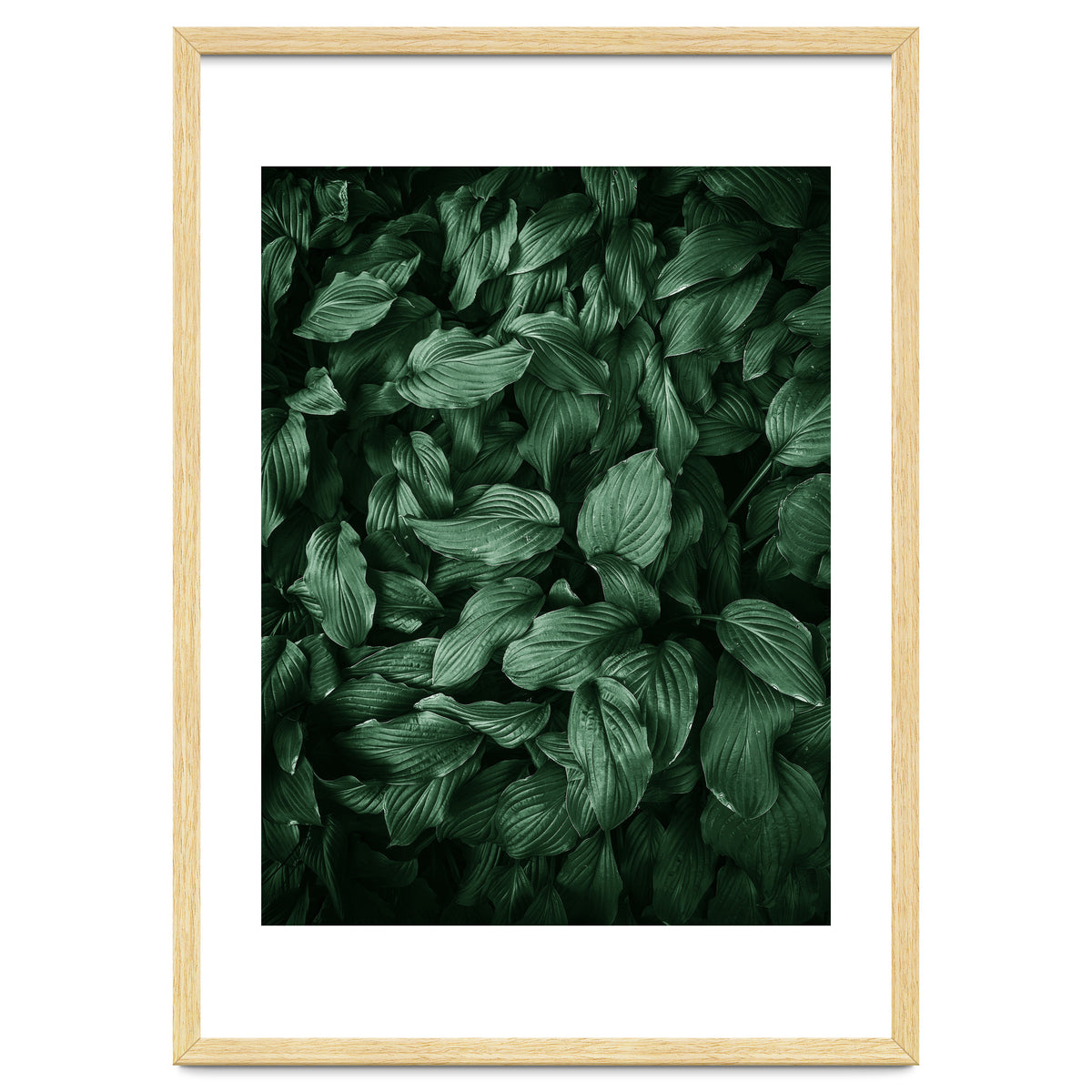 New Foliage Green Ii