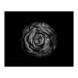 Backyard Flowers In Black And White No 72 with Border (Print Only) thumbnail