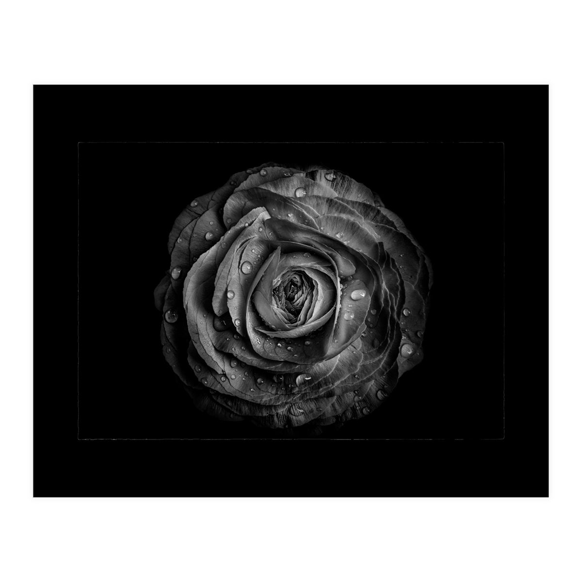 Backyard Flowers In Black And White No 72 with Border (Print Only)