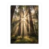 Ethereal Redwood Sanctuary: Sunbeams in the Ancient Forest (Print Only) thumbnail