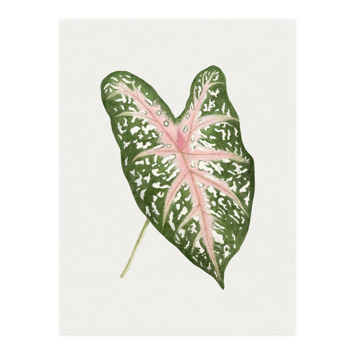 Caladium ‘Carolyn Whorton’ Leaf (Hand Drawn Illustration) (Print Only)