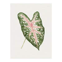 Caladium ‘Carolyn Whorton’ Leaf (Hand Drawn Illustration) (Print Only)