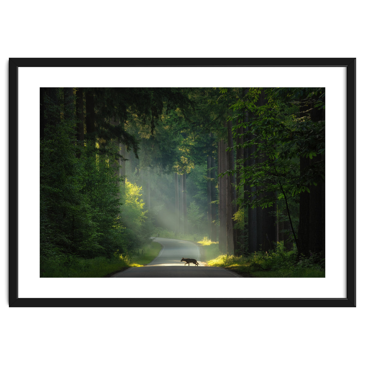 Wolf in the Netherlands