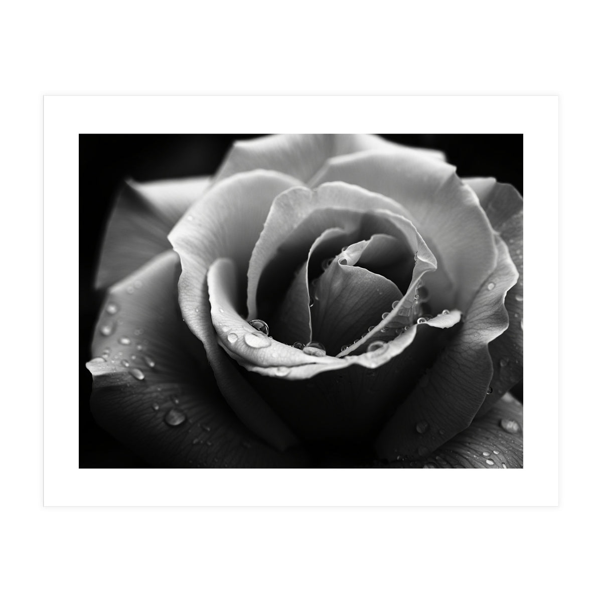 Ethereal Monochromatic Rose Petal Macro (Print Only)