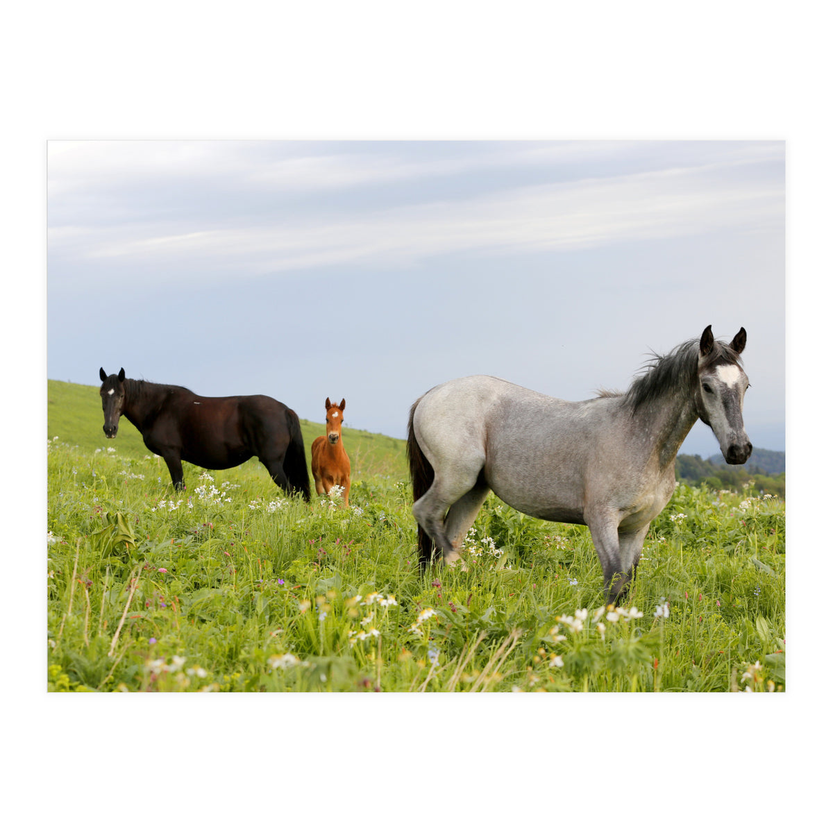 Equine Family (Print Only)