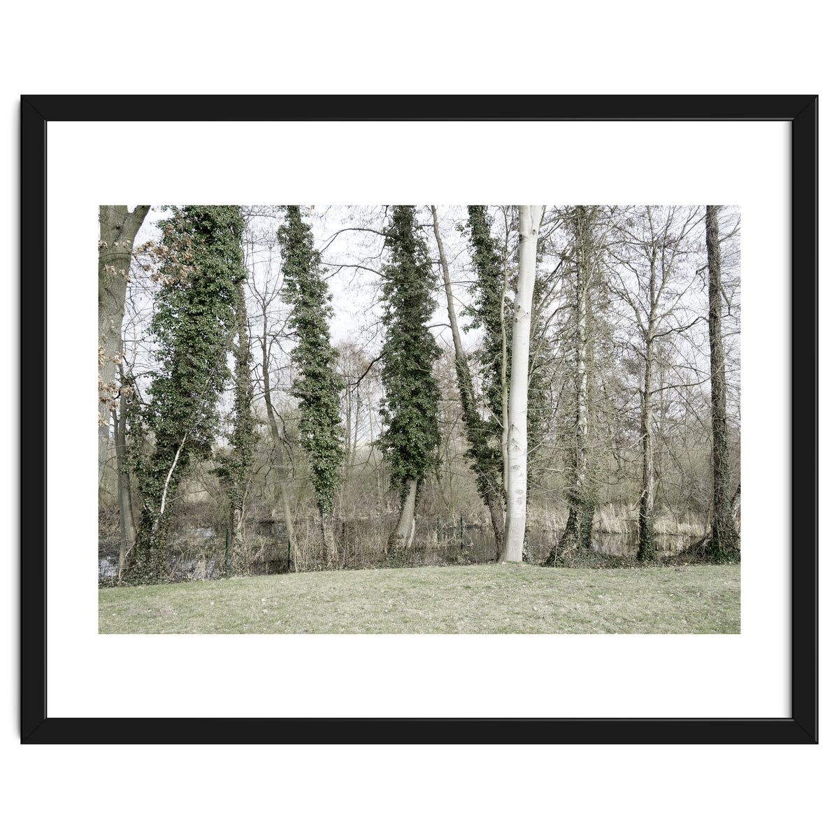 Sole white birch in the trees