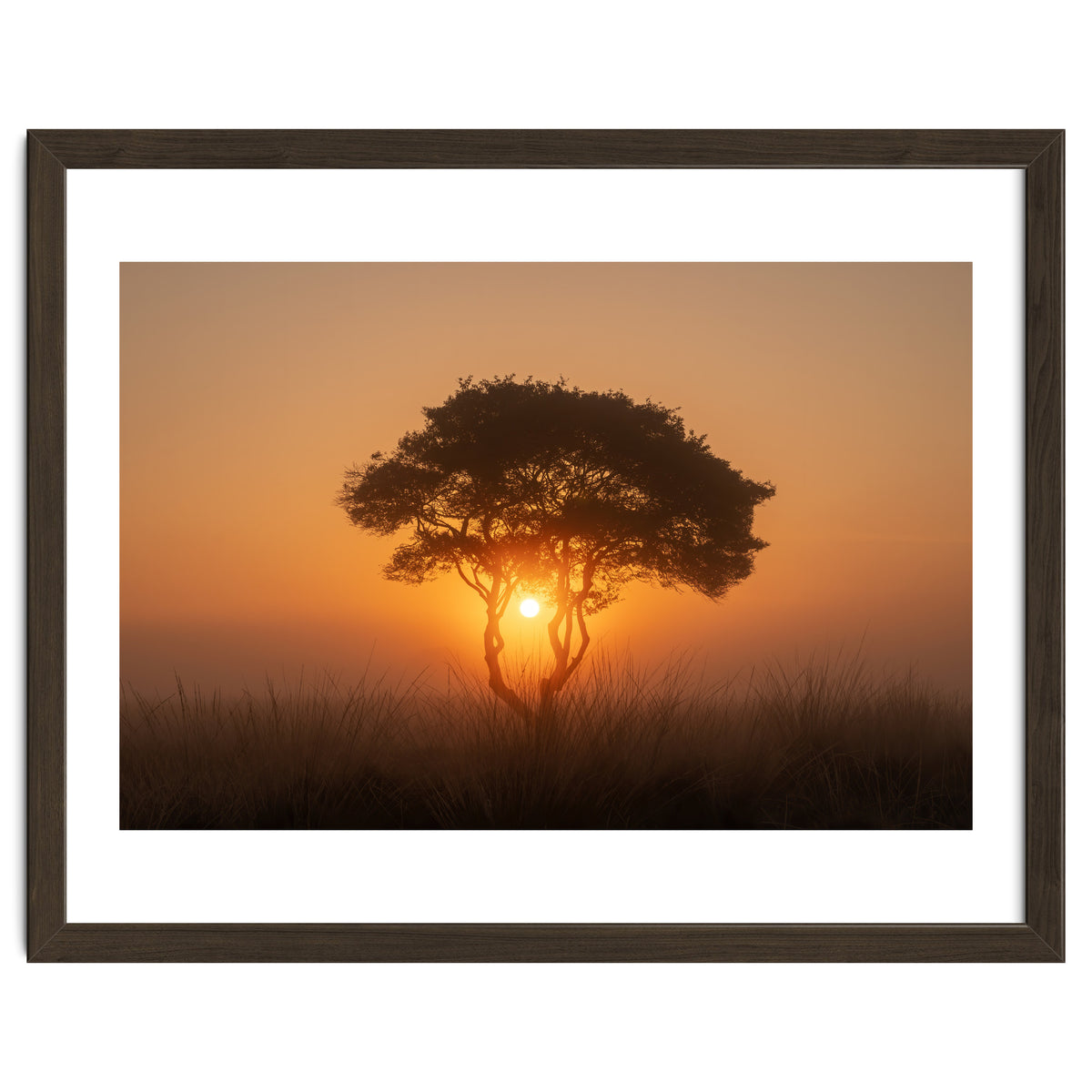 Tree at sunrise
