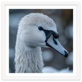 Close Up Of A Swan Head Covered In Water Droplets thumbnail
