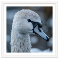 Close Up Of A Swan Head Covered In Water Droplets