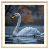 Swan Floating Gracefully On Water In Autumn thumbnail