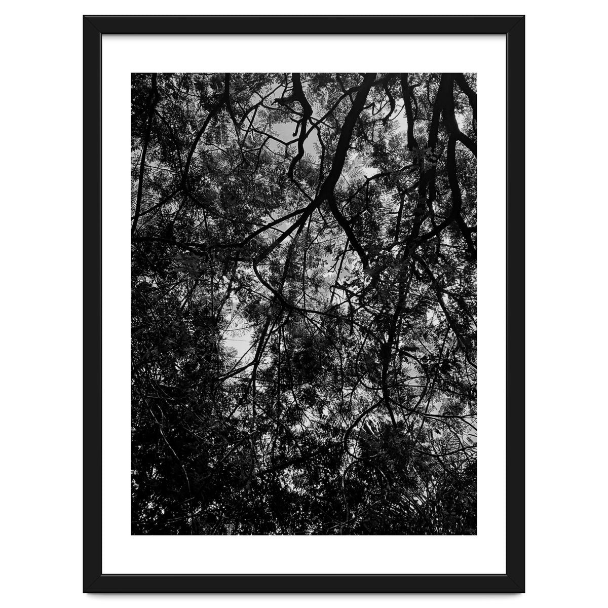 Tree From Below Black Silhouette