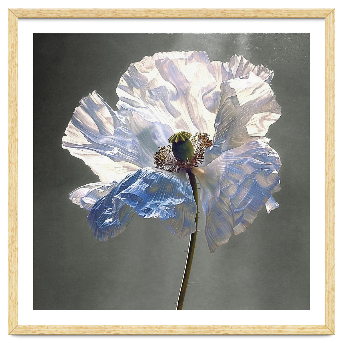 Shirley Poppy | Morning Silk