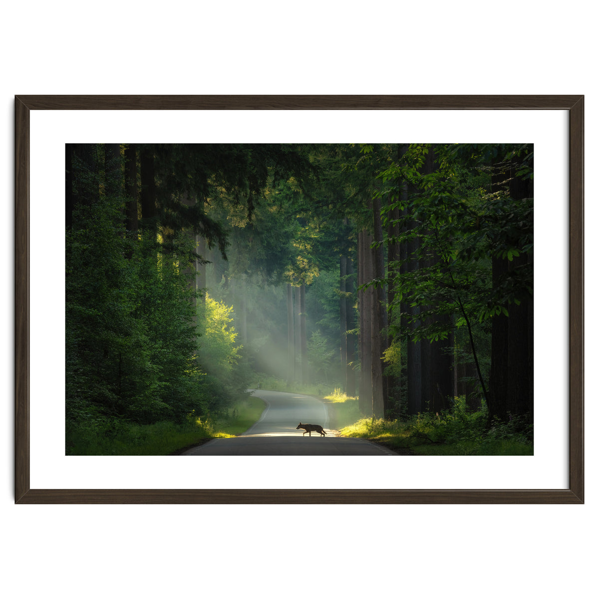 Wolf in the Netherlands