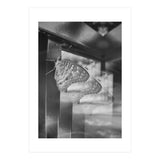 Evolving | Black & White (Print Only) thumbnail