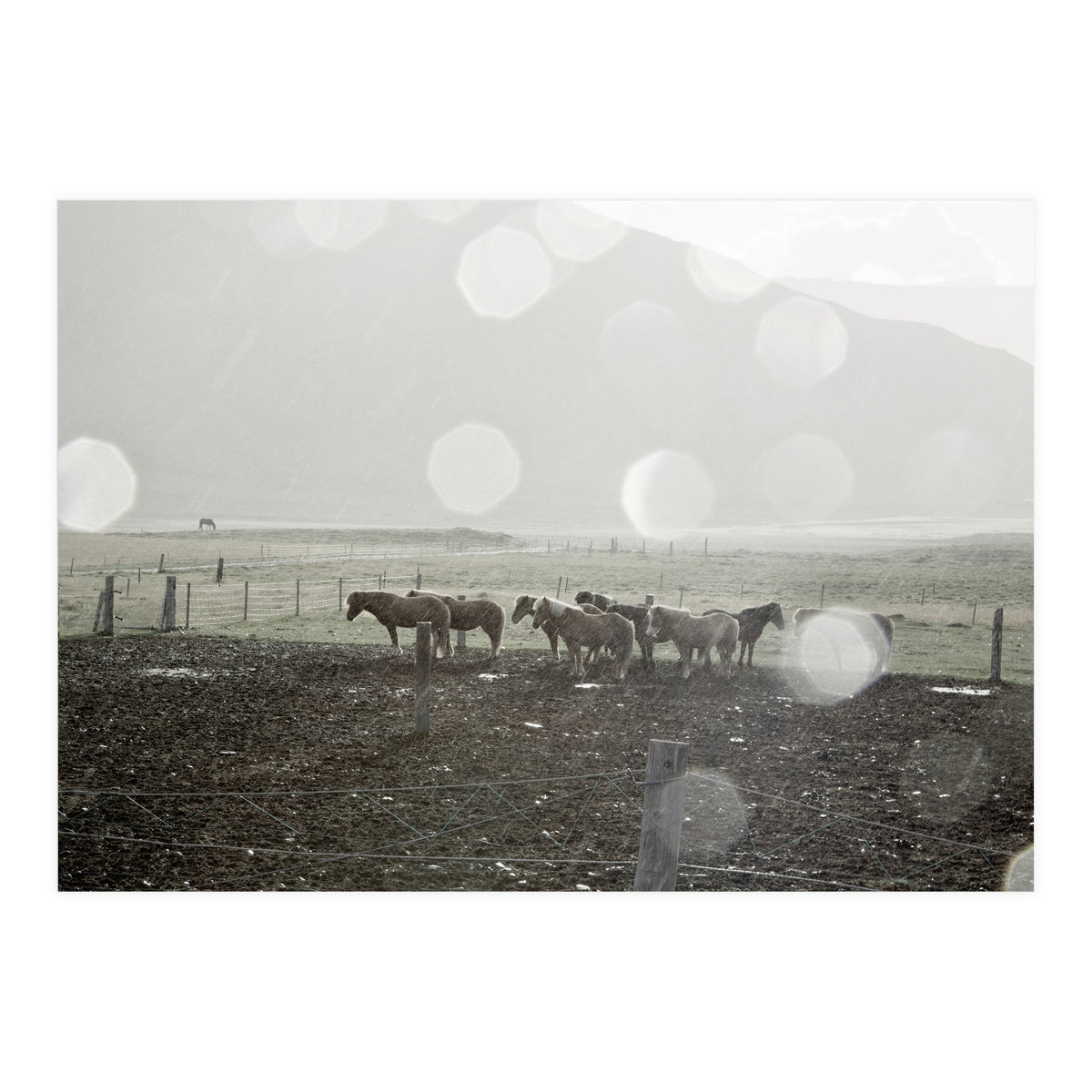 Horses under the sun shower - Iceland (Print Only)