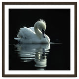White Swan Gracefully Swimming In Dark Water thumbnail