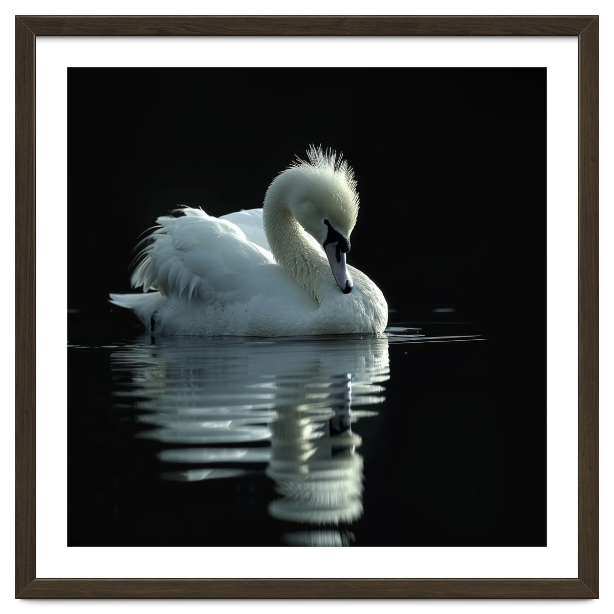 White Swan Gracefully Swimming In Dark Water